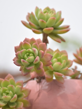 Succulent plants